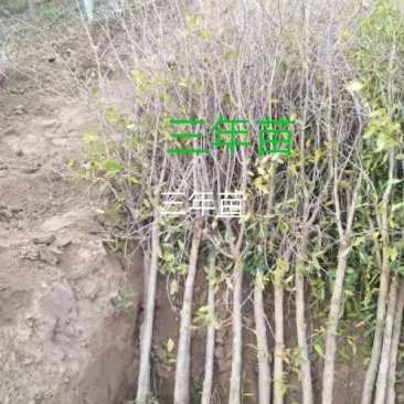 突尼斯软籽石榴苗
