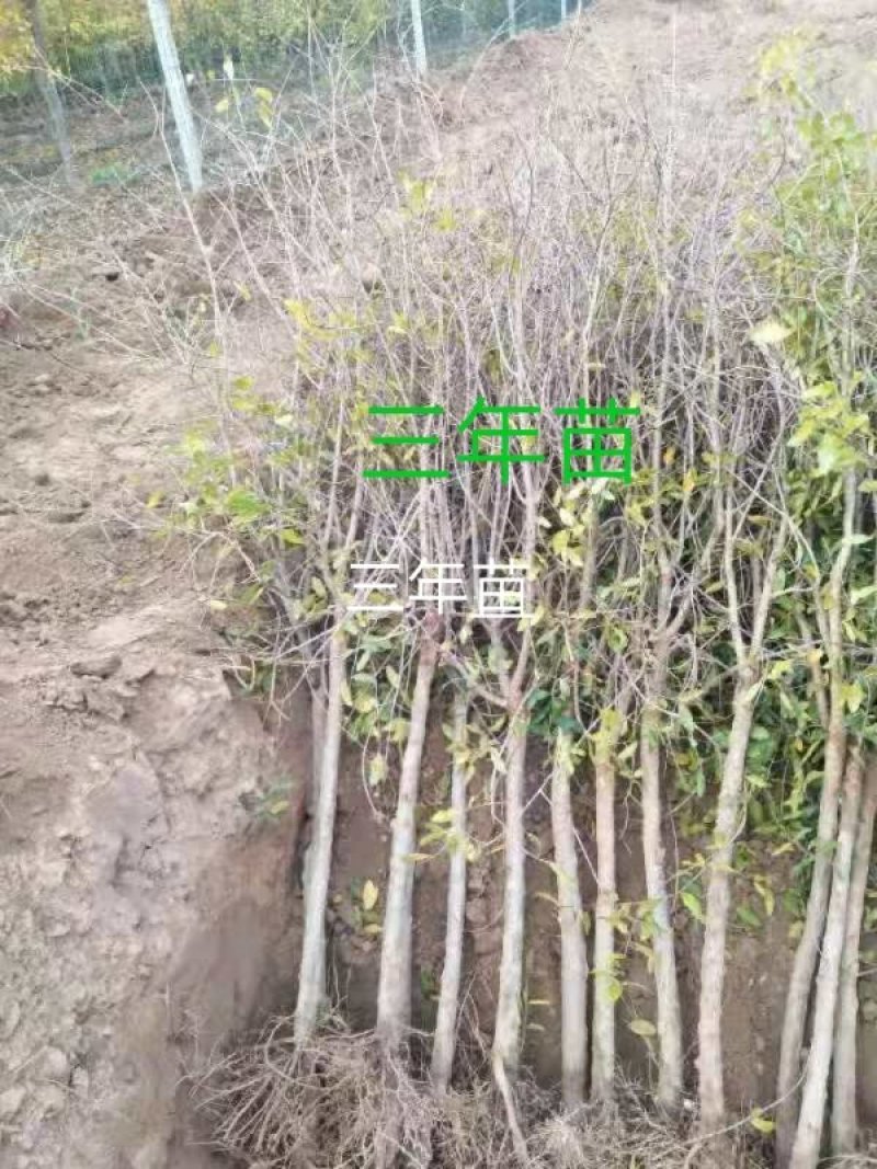 突尼斯软籽石榴苗