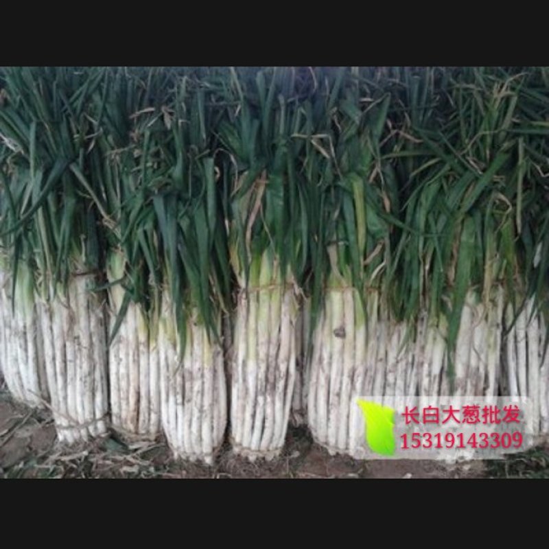 陕西合阳农家大葱