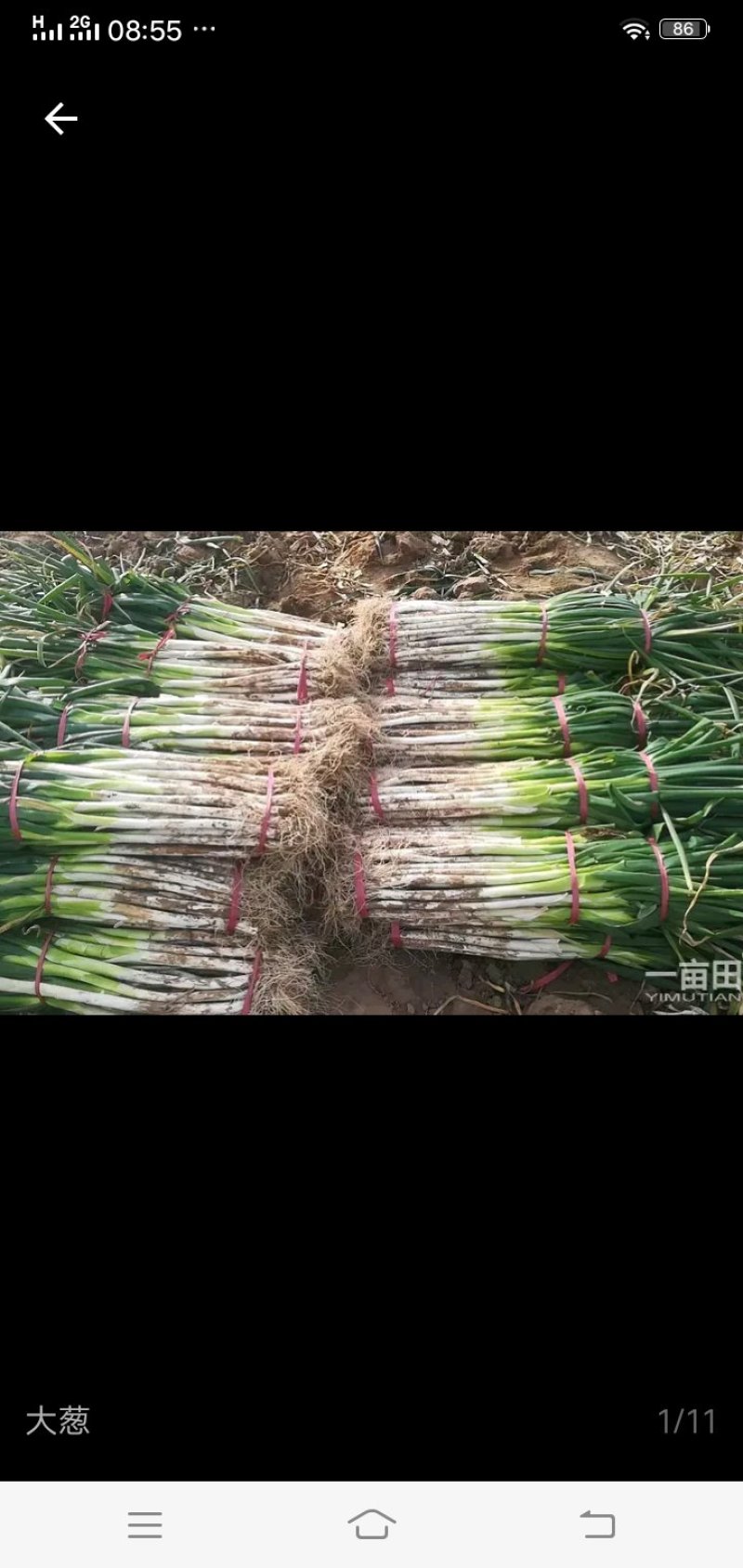 陕西合阳农家大葱