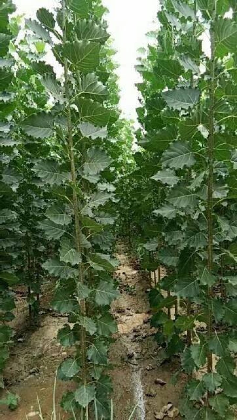 107杨树苗，大量1-3公分