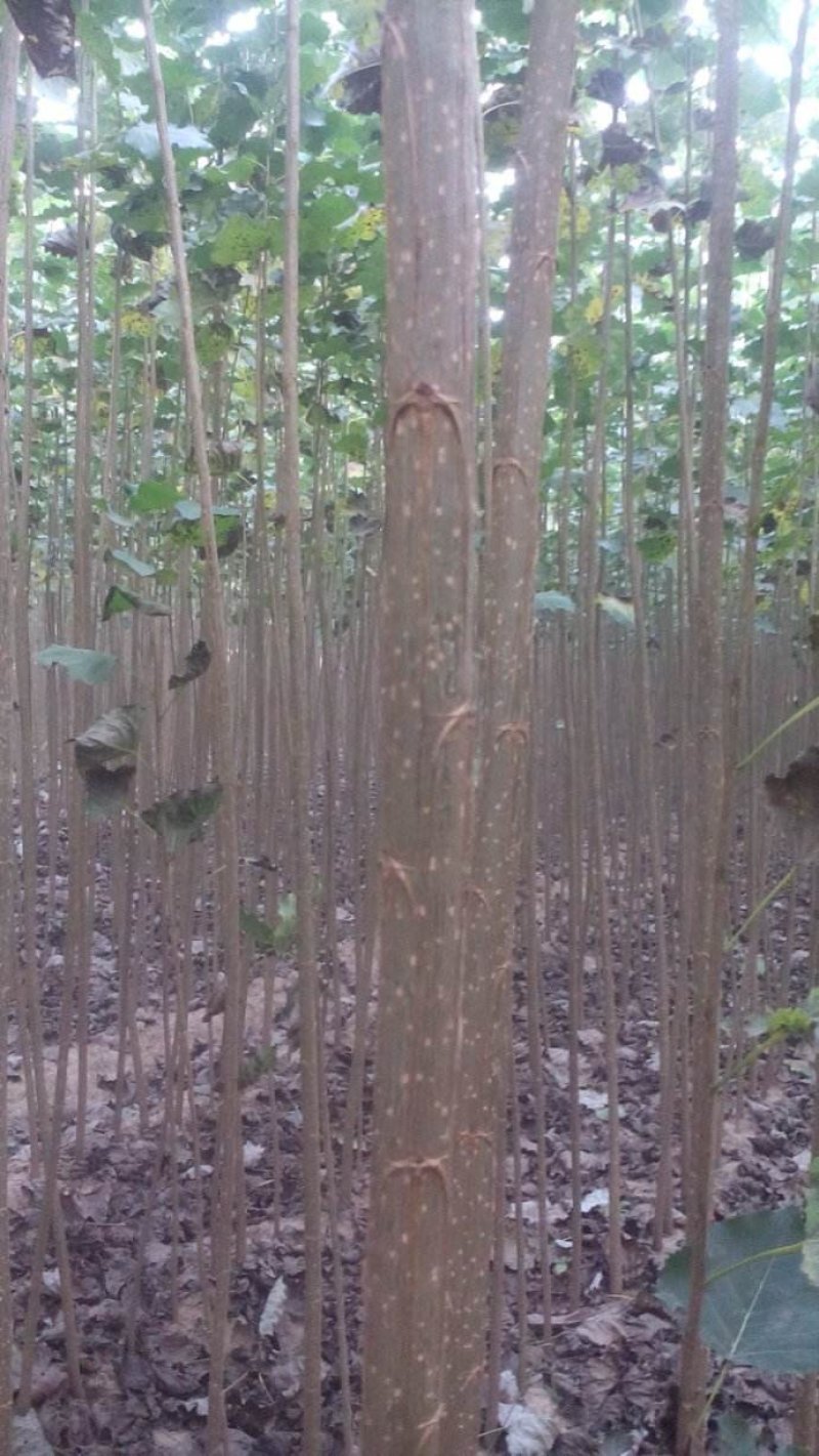 107杨树苗，大量1-3公分