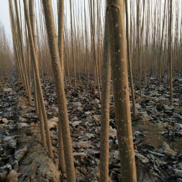 107杨树苗，大量1-3公分