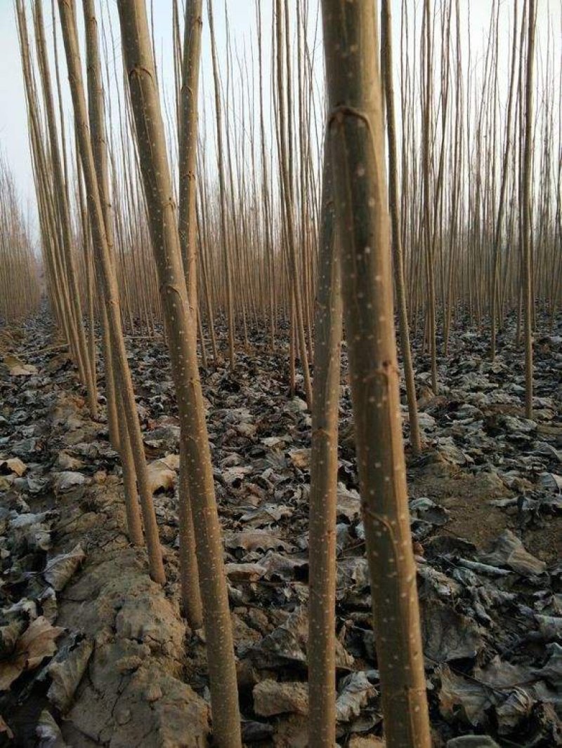 107杨树苗，大量1-3公分