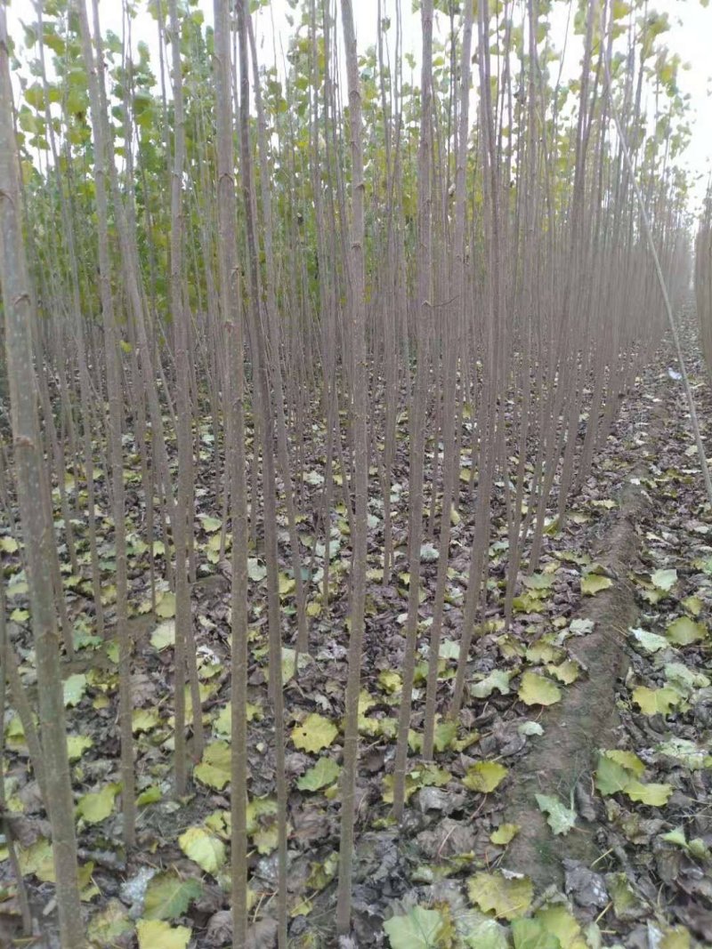 107杨树苗，大量1-3公分