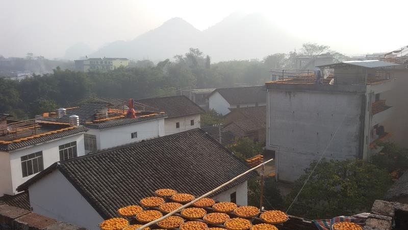 桂林恭城特产柿饼一件代发