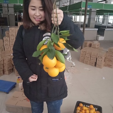 麻阳长寿乡冰糖橙皮薄多汁香甜批发价