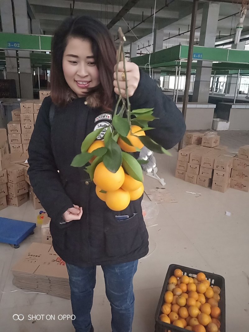 麻阳长寿乡冰糖橙皮薄多汁香甜批发价