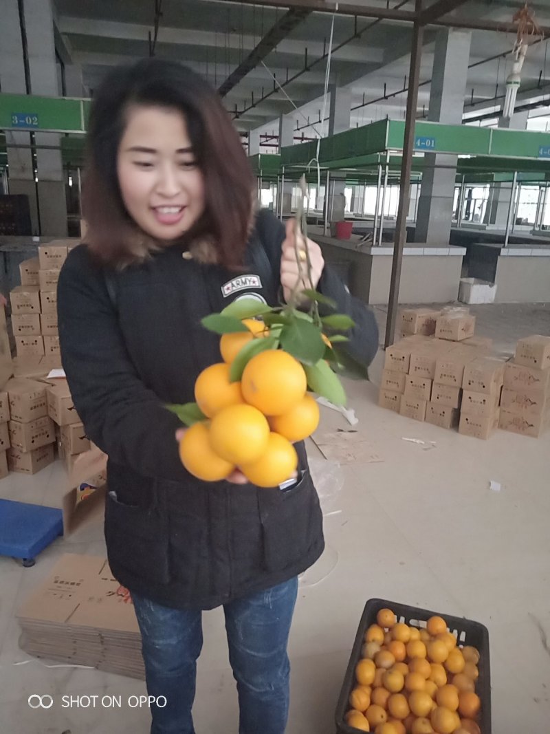 麻阳长寿乡冰糖橙皮薄多汁香甜批发价