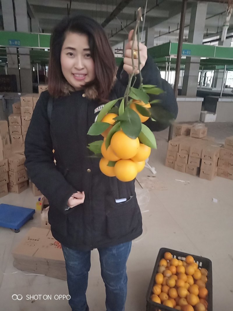 麻阳长寿乡冰糖橙皮薄多汁香甜批发价