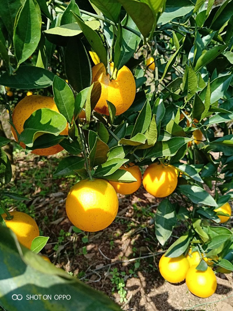 麻阳长寿乡冰糖橙皮薄多汁香甜批发价
