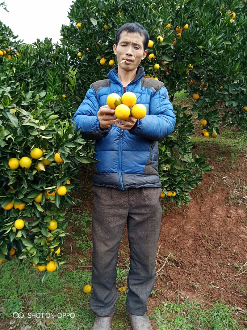 麻阳长寿乡冰糖橙皮薄多汁香甜批发价