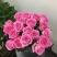 玫瑰花