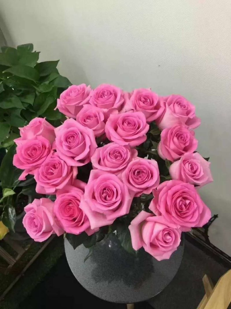 玫瑰花