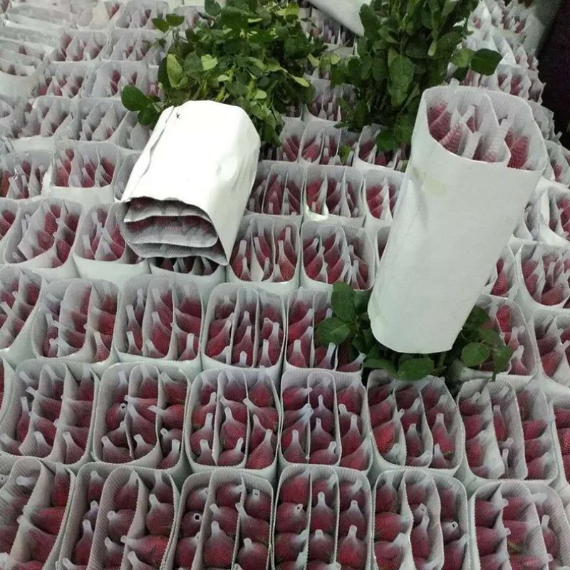玫瑰花