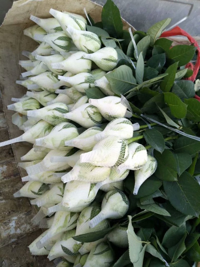 玫瑰花