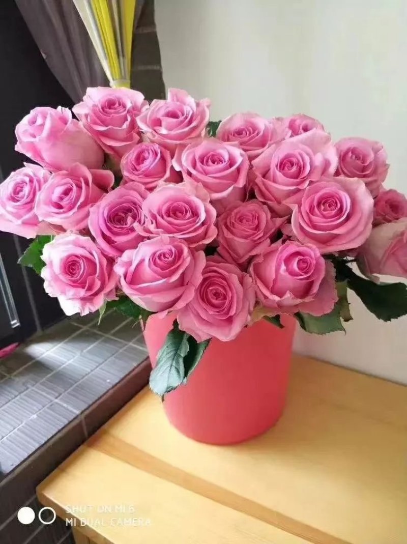 玫瑰花