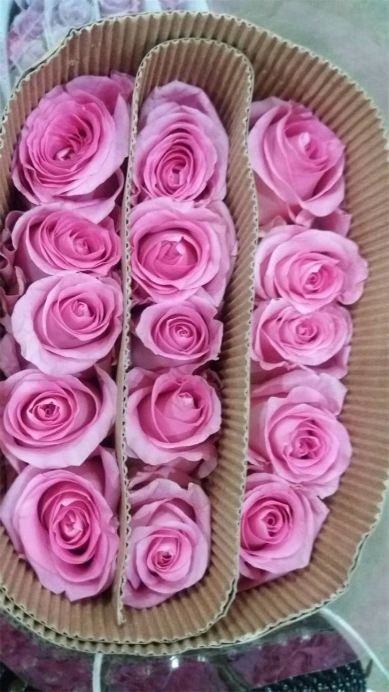 玫瑰花