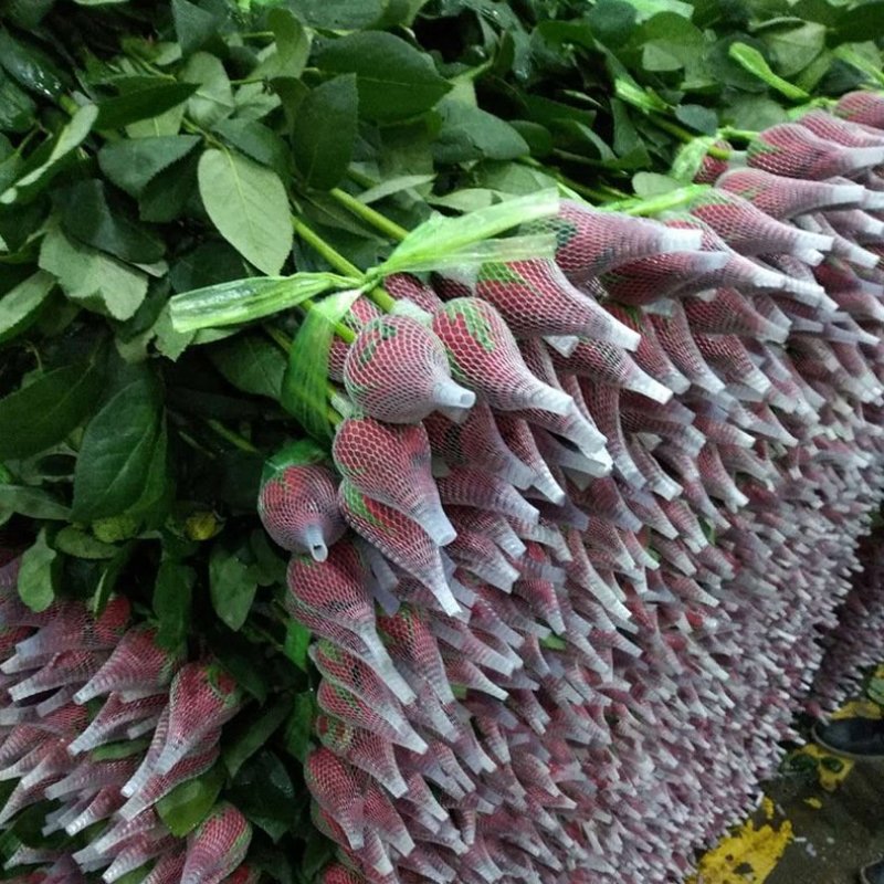 玫瑰花