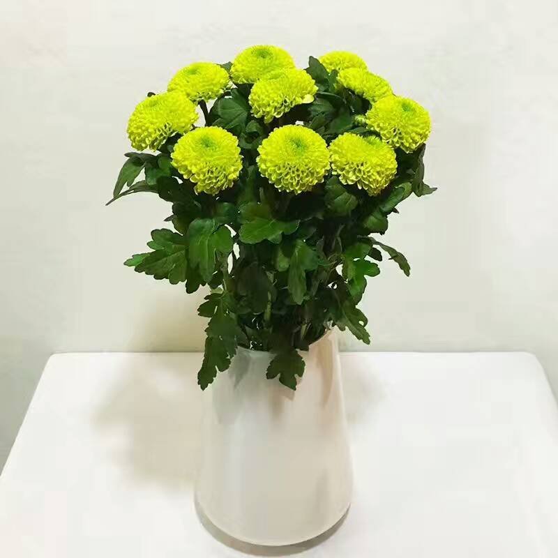 雏菊