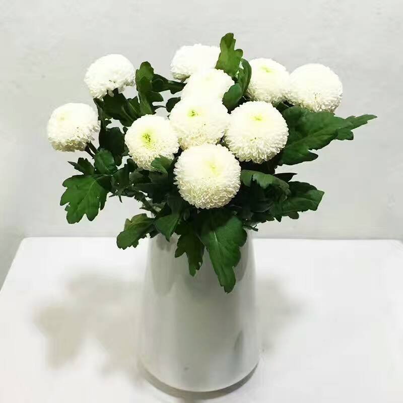 雏菊