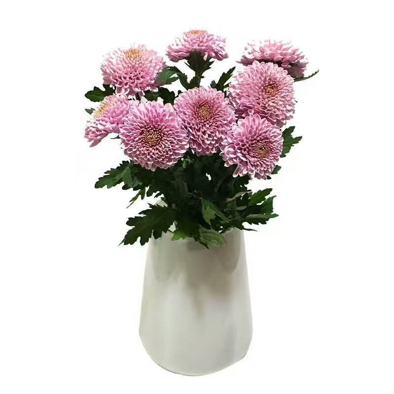 雏菊