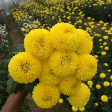 雏菊