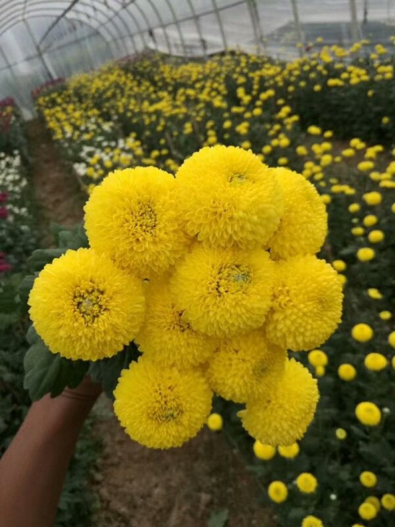 雏菊