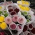 雏菊