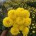 雏菊