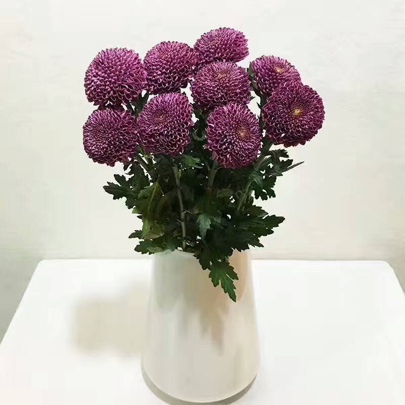 雏菊