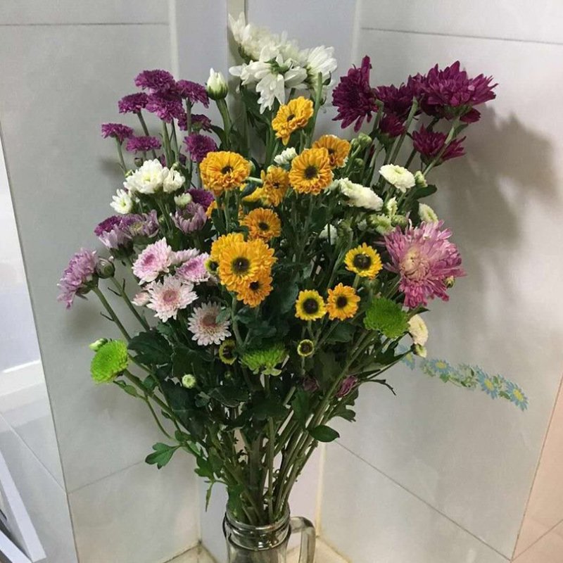 雏菊
