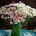 雏菊
