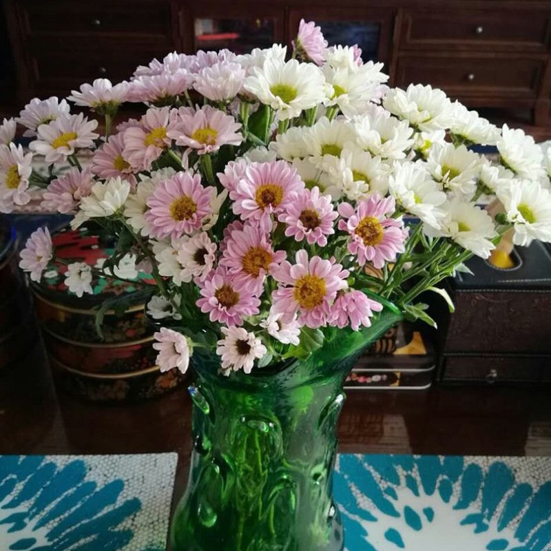 雏菊