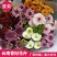 雏菊