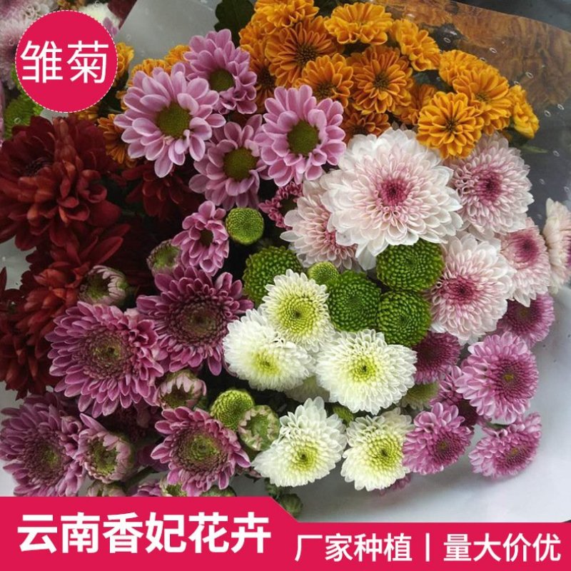 雏菊