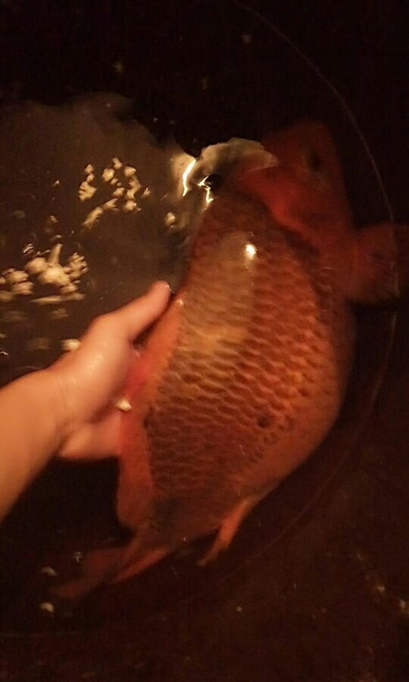 观赏红鲤鱼，