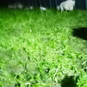 好吃茼蒿