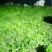 好吃茼蒿
