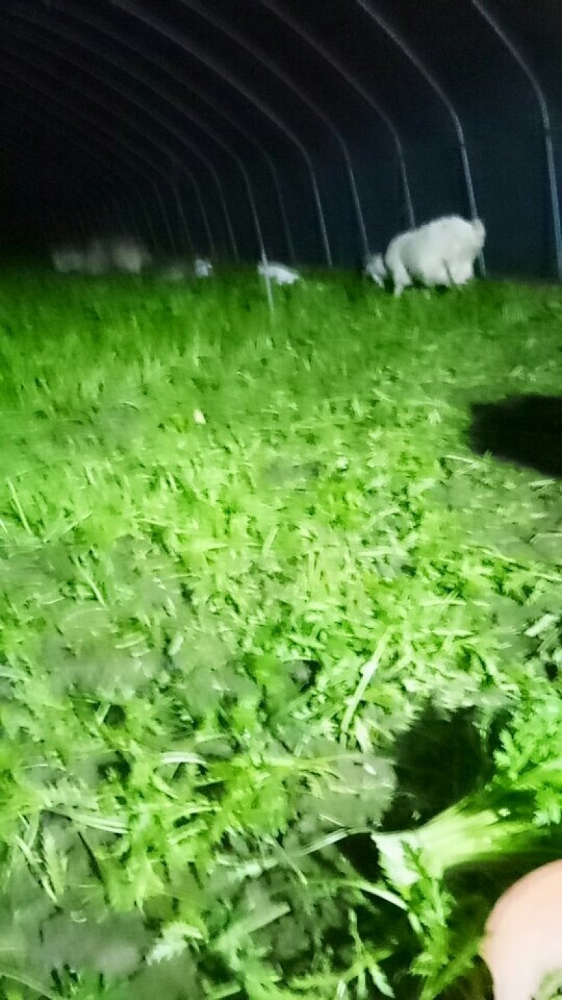 好吃茼蒿