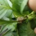灰狩灰霉病杀菌专用药菌核病杀菌专用药4种成分复配