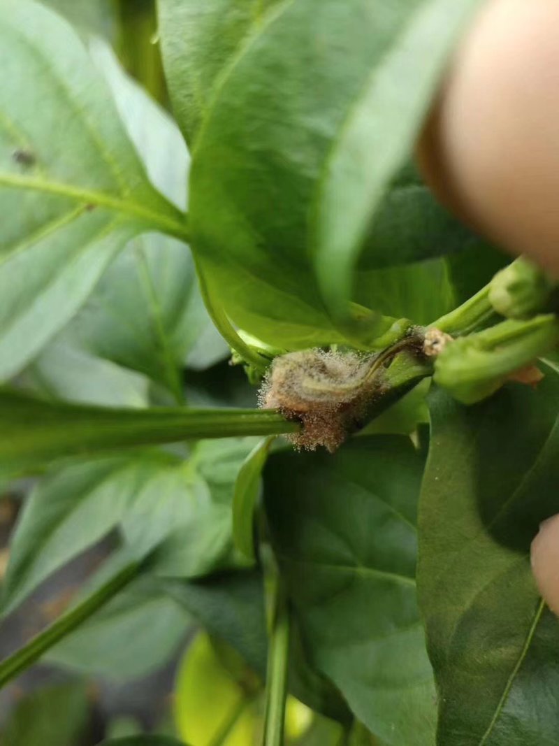 灰狩灰霉病杀菌专用药菌核病杀菌专用药4种成分复配