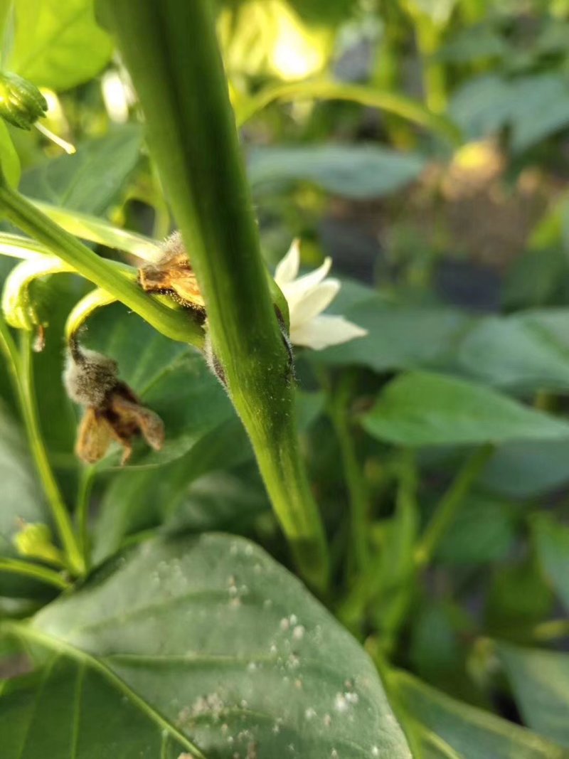 灰狩灰霉病杀菌专用药菌核病杀菌专用药4种成分复配