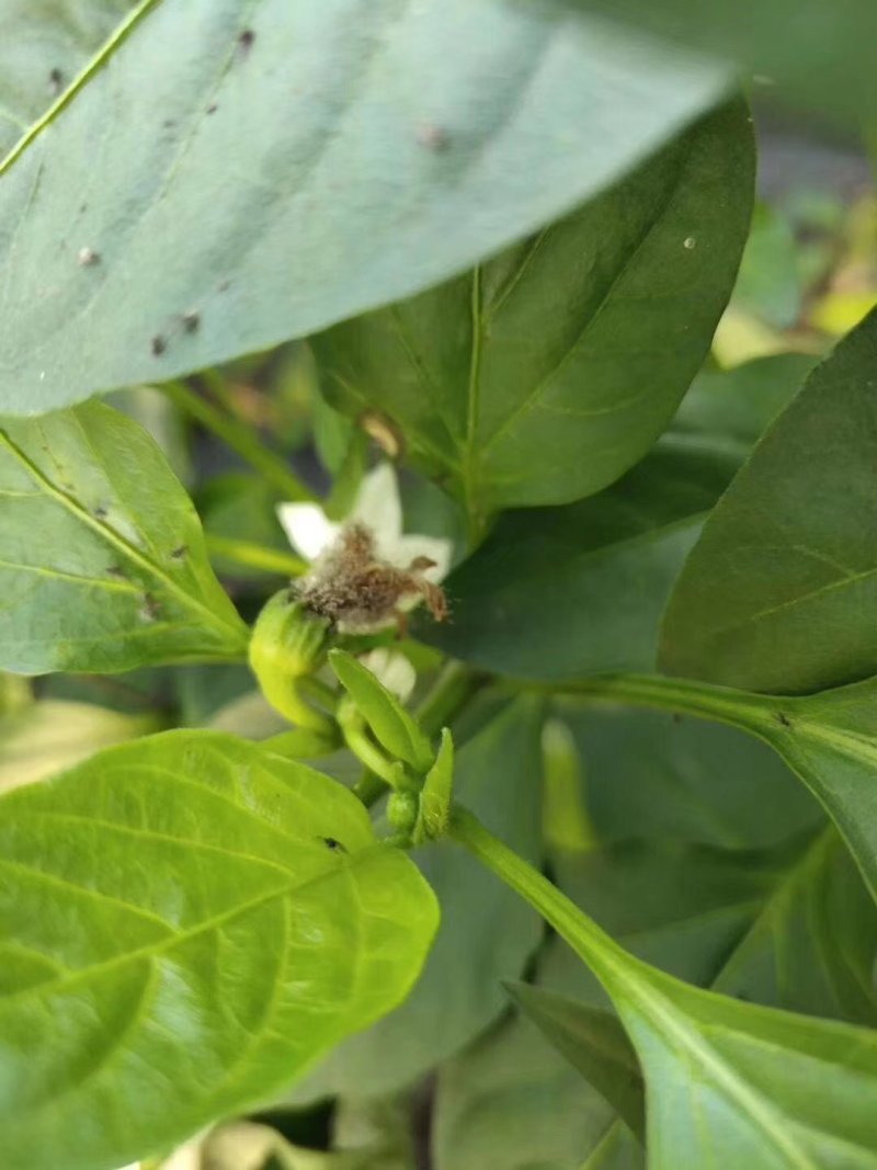 灰狩灰霉病杀菌专用药菌核病杀菌专用药4种成分复配
