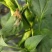 灰狩灰霉病杀菌专用药菌核病杀菌专用药4种成分复配