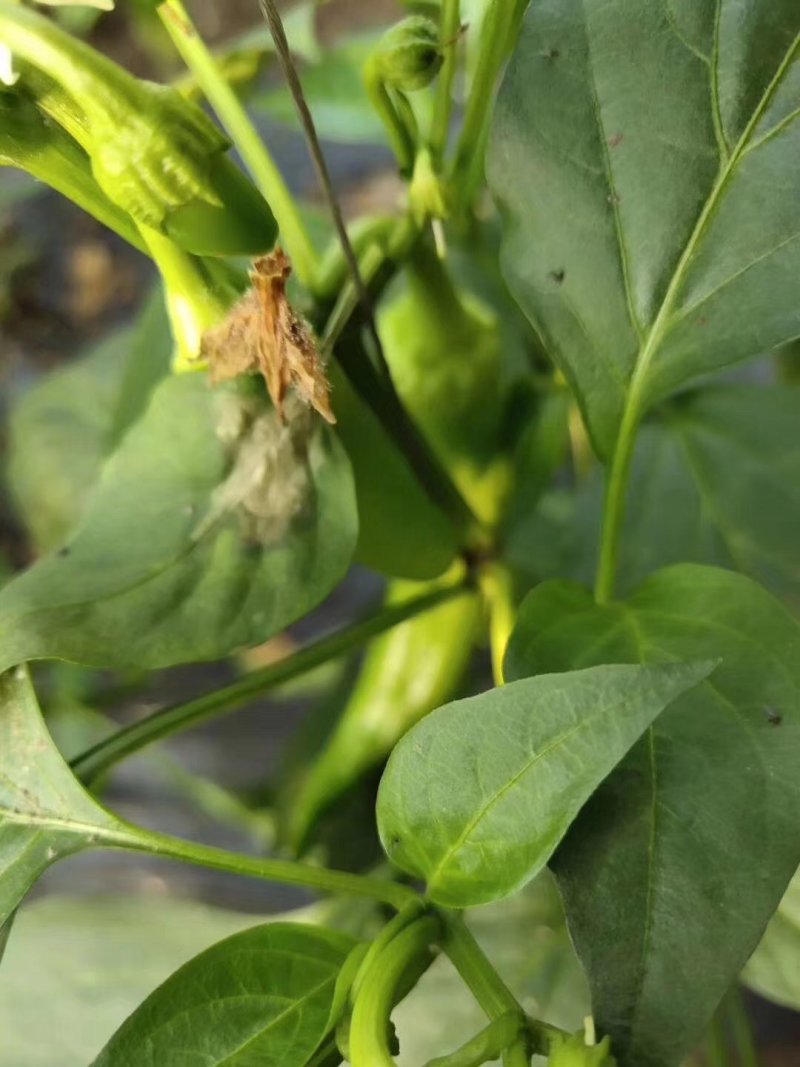 灰狩灰霉病杀菌专用药菌核病杀菌专用药4种成分复配