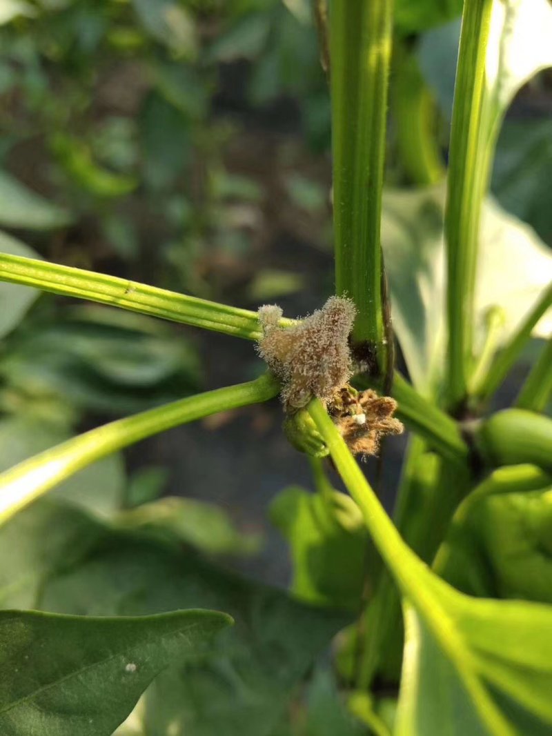 灰狩灰霉病杀菌专用药菌核病杀菌专用药4种成分复配