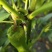 灰狩灰霉病杀菌专用药菌核病杀菌专用药4种成分复配