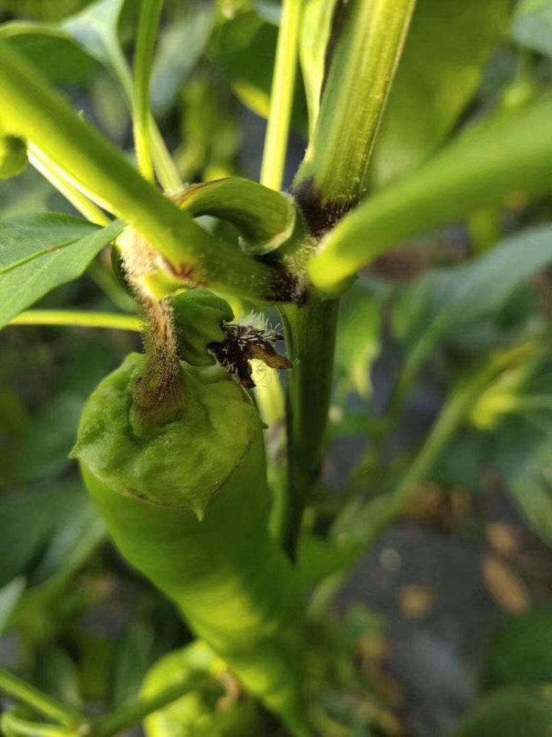 灰狩灰霉病杀菌专用药菌核病杀菌专用药4种成分复配