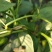 灰狩灰霉病杀菌专用药菌核病杀菌专用药4种成分复配